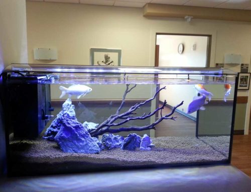 Extended Care Facility Freshwater Aquarium