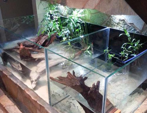 Residence 4 – Turtle Tank Freshwater
